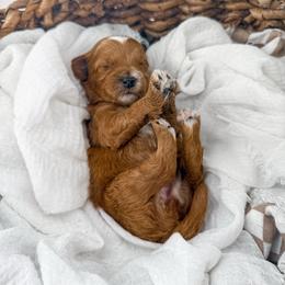 It's The Little Things- Belly Laughs - Red  female Goldendoodle puppy in Russell Springs, Kentucky from Milk & Honey Doodles