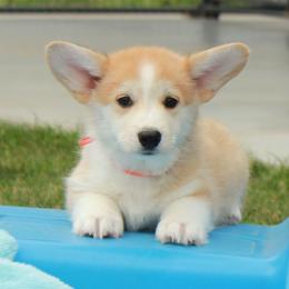 Orange Collar Female - Sable female Pembroke Welsh Corgi puppy in Victoria, Texas from Clear Creek Corgis