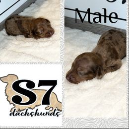 Dachshund Puppies from S7 Dachsunds