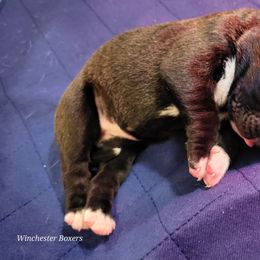 Boxer Puppies from Winchester Boxers