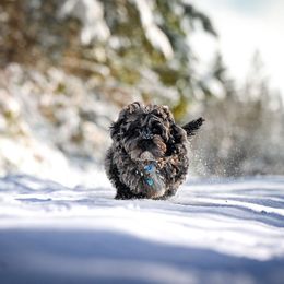 Pharaoh - Merle male Cockapoo puppy in Deming, Washington from Heavenly Puppies to Love