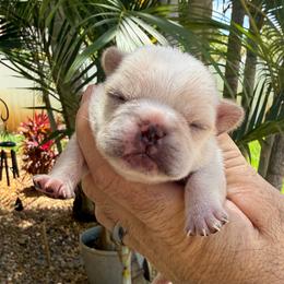 Cashmere - Cream female French Bulldog puppy in Largo, Florida from Big Daddy Frenchies