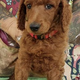 Poodles from Kona Standard Poodles