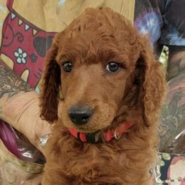 Poodles from Kona Standard Poodles