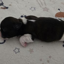 Domino - Chocolate male Shih Tzu puppy in Filer, Idaho from Shih Tzu Kennels