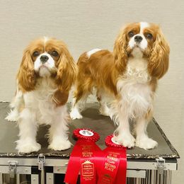 Cavalier King Charles Spaniel All Grown Up from KINGDOMRUN Cavaliers