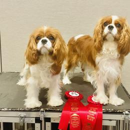 Cavalier King Charles Spaniel All Grown Up from KINGDOMRUN Cavaliers