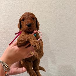 Pink - Red  female Goldendoodle puppy in Pearland, Texas from Double Shot Boykins
