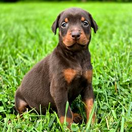 Envy - Red and rust female Doberman Pinscher puppy in Lebanon, Ohio from Lady Mae Bassets & Doberman