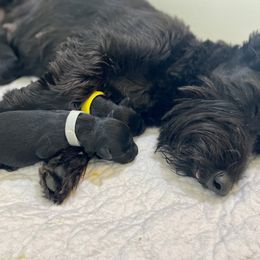 Scottish Terrier puppies from Heart of America Scotties