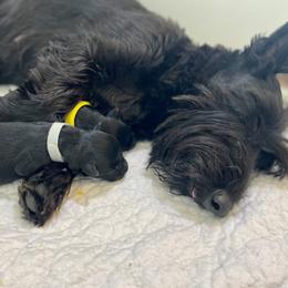 Scottish Terrier puppies from Heart of America Scotties