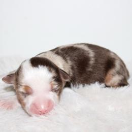 Magnolia - Red merle female Toy Australian Shepherd puppy in Wiggins, Colorado from Mile High Acres & Aussies