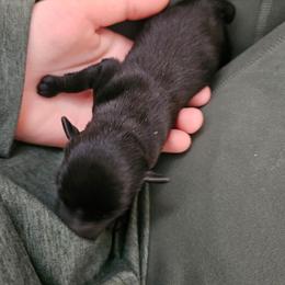 Tbd - Black female Schipperke puppy in Randsburg, California from Light's Family Farm & Schipperke Ranch