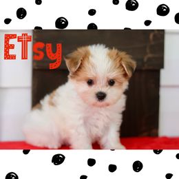 Companion Cross, Maltese, Morkie, and Yorkipoo Puppies from MC Kennels