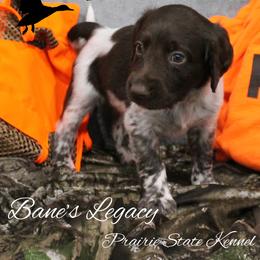 Bane's Legacy - Brown and white male Kleine Munsterlander puppy in New Lenox, Illinois from Prairie State Kennel