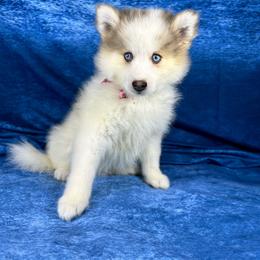Boy 4 - Silver and white male Pomsky puppy in Leesburg, Virginia from Capital Poms & Pomskies