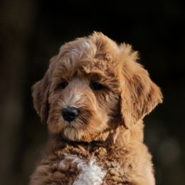 Goldendoodles from Ruby Doodles of Louisiana