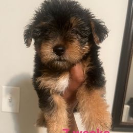 Cookie(1800) - Black and tan female Yorkipoo puppy in Shelby, North Carolina from Precious pups dynasty kennel