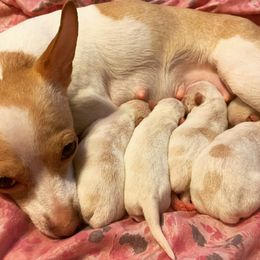 Chihuahua Puppies from Pittsburgh Paw Prints