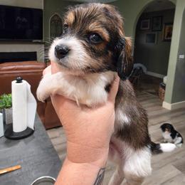 Boy2 - Piebald male Dachshund puppy in Temple, Texas from Wiener Works Co.
