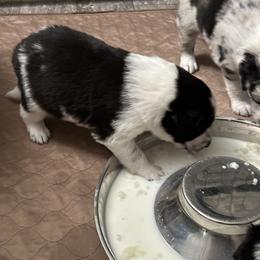 Border Collie Puppies from Roaring River Border Collies