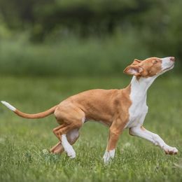Ibizan Hound Puppies from Nevaeh Ibizan Hounds