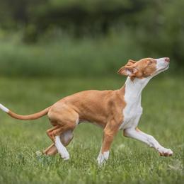 Ibizan Hound Puppies from Nevaeh Ibizan Hounds