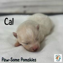 Cal - White male Pomsky puppy in Krum, Texas from Paw-Some Pomskies