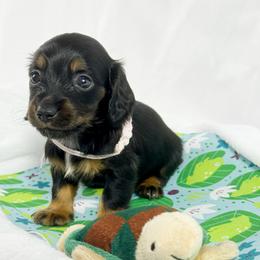 Reese's - Black and tan female Dachshund puppy in Sacramento, California from MiniDoxPups