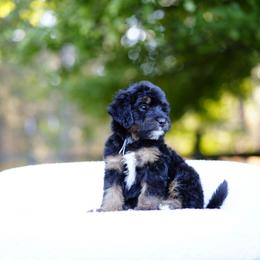 Gray collar - Tri-color male Bernedoodle puppy in Spokane, Washington from Doodle Love