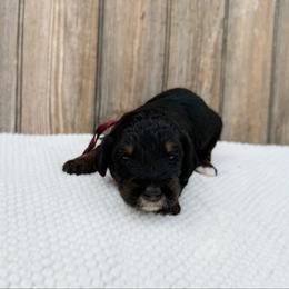 Buzz - Phantom male Bernedoodle puppy in Wamego, Kansas from Doodles of Oz