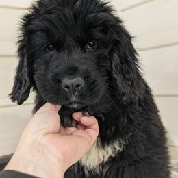 Max - Black male Newfoundland puppy in Sugarcreek, Ohio from Wrinkles Rare Newfoundlands