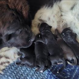 Newfoundland Female 2 - Black female Newfoundland puppy in Burfordville, Missouri from Umfleet Farms