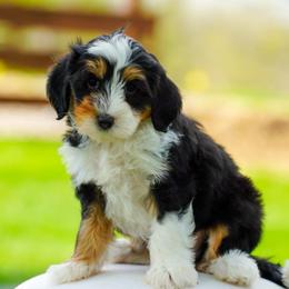 Pastel - Tri-color male Bernedoodle puppy in Dundee, Ohio from Down Home Doodle