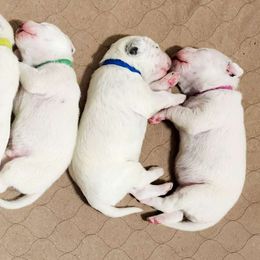 Dalmatian puppies from Carter's Dalmatians