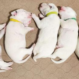 Dalmatian puppies from Carter's Dalmatians