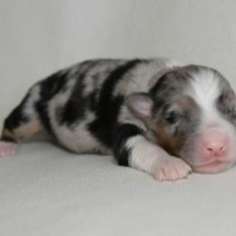 Male 6 - Blue merle male Australian Shepherd puppy in Hamilton, New Jersey from Birch Haus