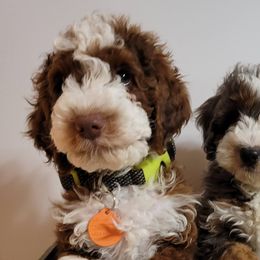 Bernedoodles and Goldendoodles from Austin Doodles & Poodles