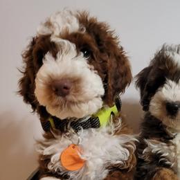 Bernedoodles and Goldendoodles from Austin Doodles & Poodles