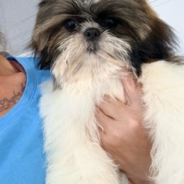 Juju - Gold and white male Shih Tzu puppy in Morrisville, Missouri from Sweetbriar Shih Tzu
