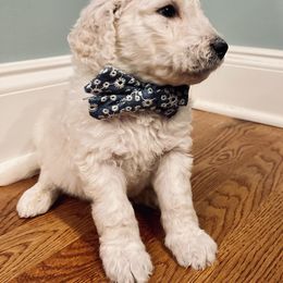Goldendoodle Puppies from Southern Darling Doodles
