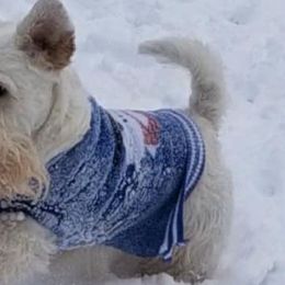 Sealyham Terriers from Fable Farms