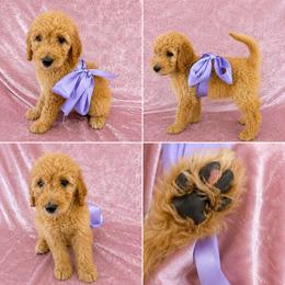 Poppy - Apricot female Goldendoodle puppy in Kissimmee, Florida from From the Heart