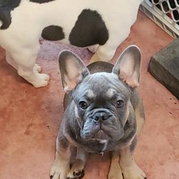 French Bulldog Puppies from Avery's  Farmhouse