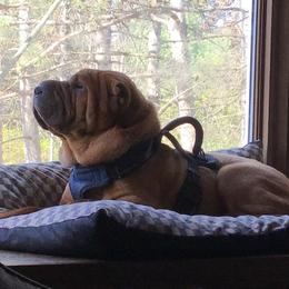Flame - Chinese Shar-Pei