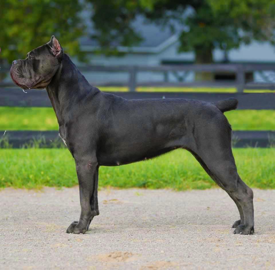 Ridge Top Cane Corso in Kentucky Cane Corso puppies Good Dog