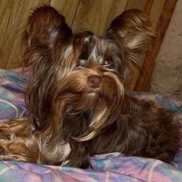 Ginger - Yorkshire Terrier