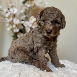 Funfetti - Merle female Goldendoodle puppy in Caldwell, Idaho from Leila Pearson