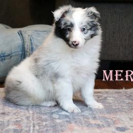 Merci - CHW Bi Blue - Blue Eyed Girl - White blue merle female Shetland Sheepdog puppy in Frazeysburg, Ohio from Mountain High Kennels