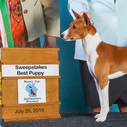 Basenjis from Flutesong Basenjis